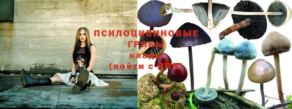 ГАЛЛЮЦИНОГЕННЫЕ ГРИБЫ Зерноград
